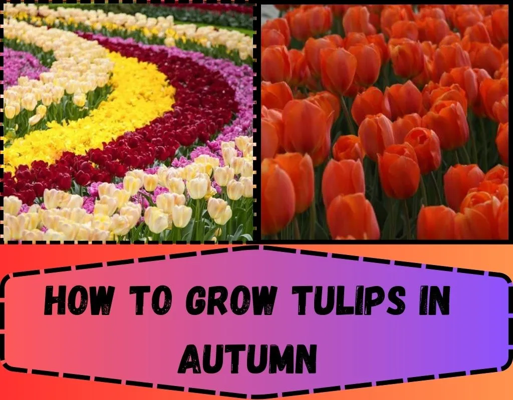 cultivating tulips in Autumn