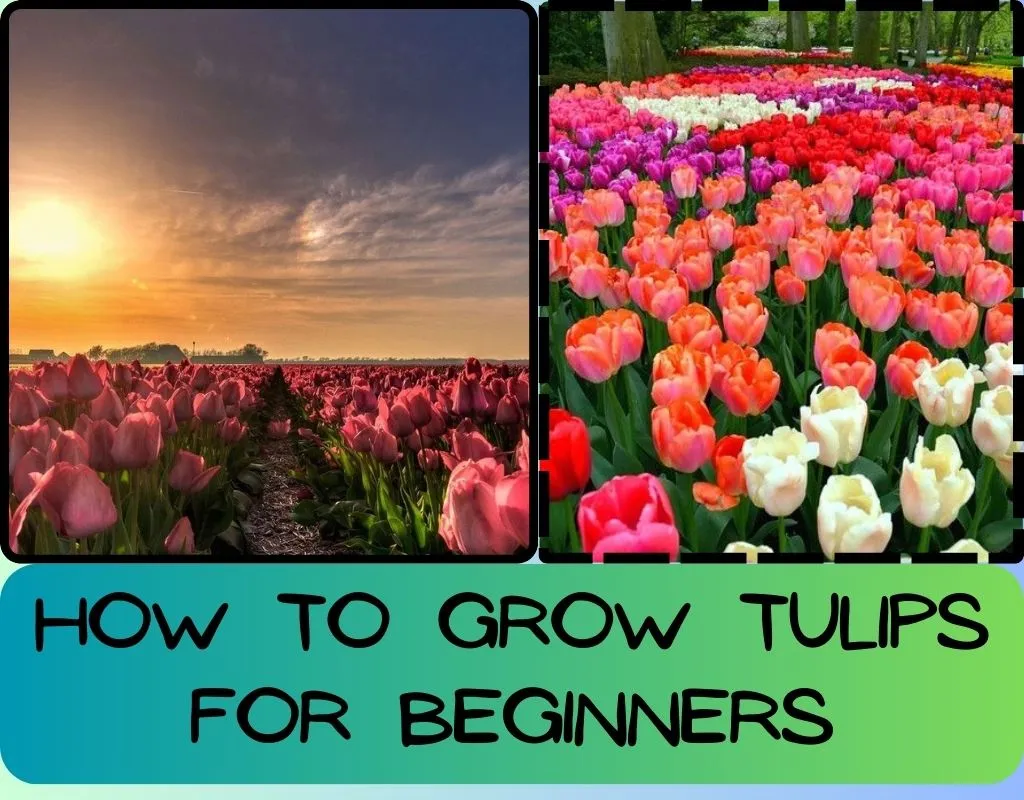 How to Grow Tulips for Beginners
