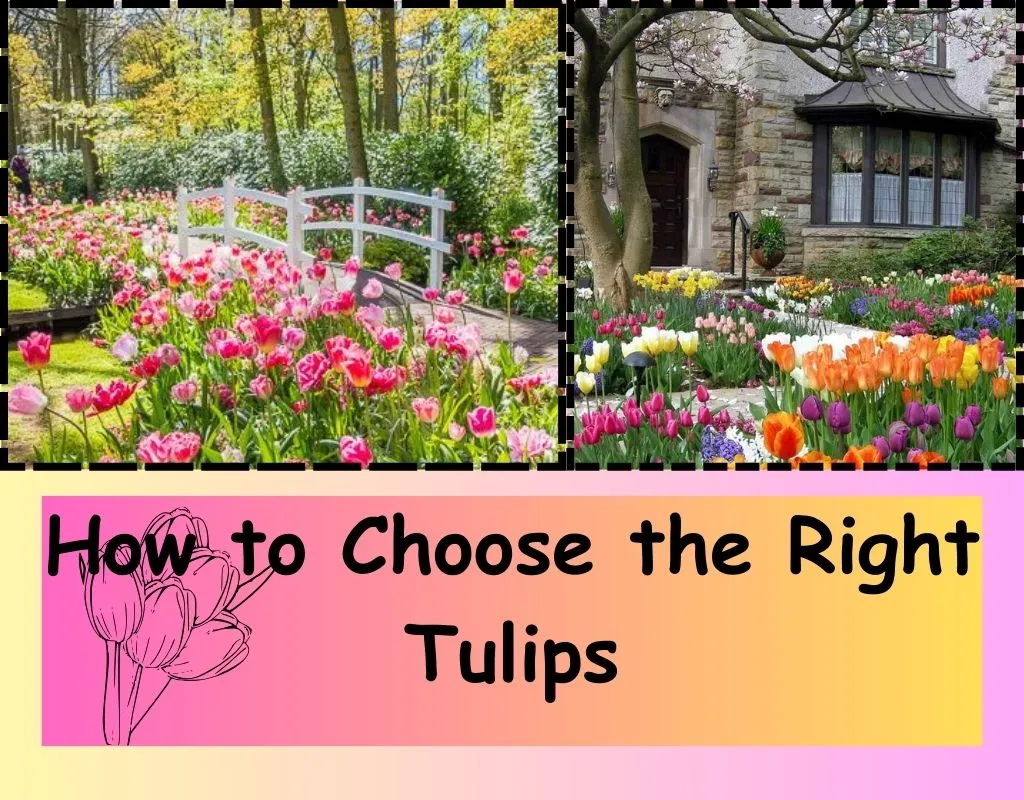Choosing the Perfect Tulips