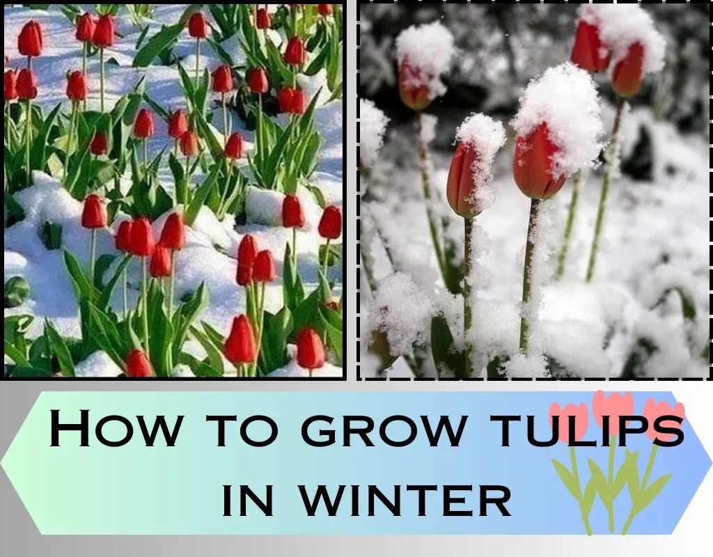 Growing Tulips in Winter