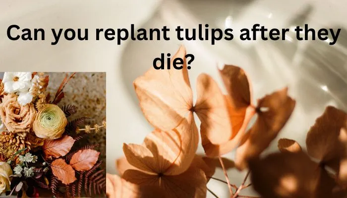 Can you replant tulips after they die