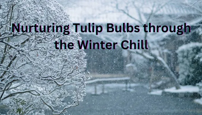 Nurturing Tulip Bulbs through the Winter Chill