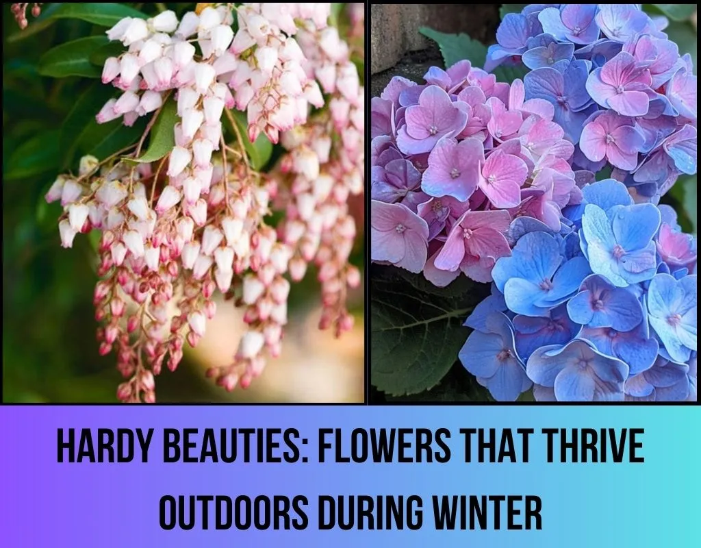 Hardy Beauties: Flowers That Thrive Outdoors During Winter