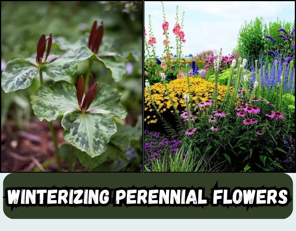 How to prepare perennial flowers for winter