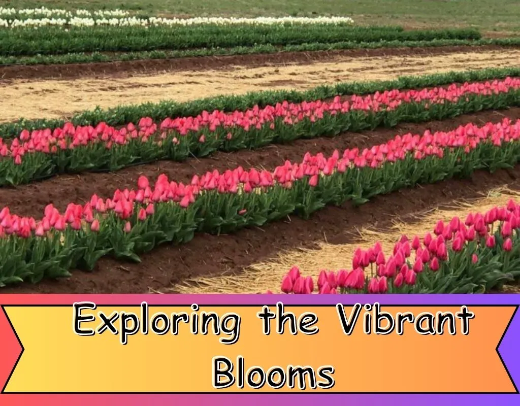 When do tulips bloom in Alabama