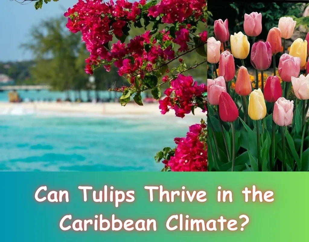 can tulips grow in the caribbean 
